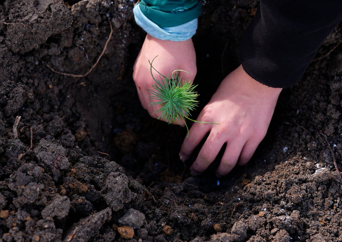 🌳11 Kasım Milli Ağaçlandırma Günü'nde hem katılımcı sayısı hem de fidan dikme rekoru kırıldı

#Yeşilhat🌱

aa.com.tr/tr/yesilhat/ce…