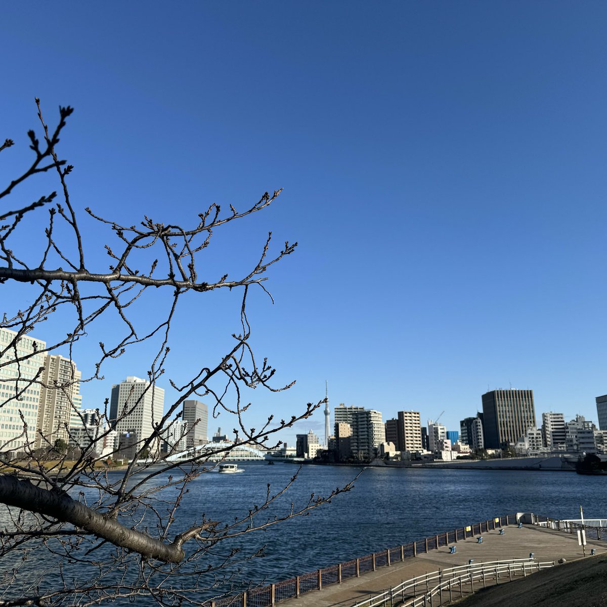 hrmst46's tweet image. 今年は本当に、一年中、櫻の季節…🌸

年末にかけてイベント盛り沢山なので、駆け抜けましょうね

#いつもありがとうキャプテン
#櫻坂46 #松田里奈