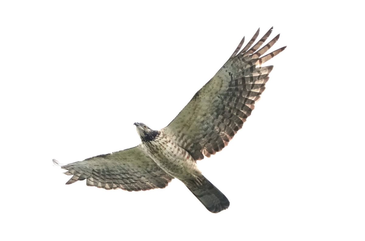 unitarou@ tweet media