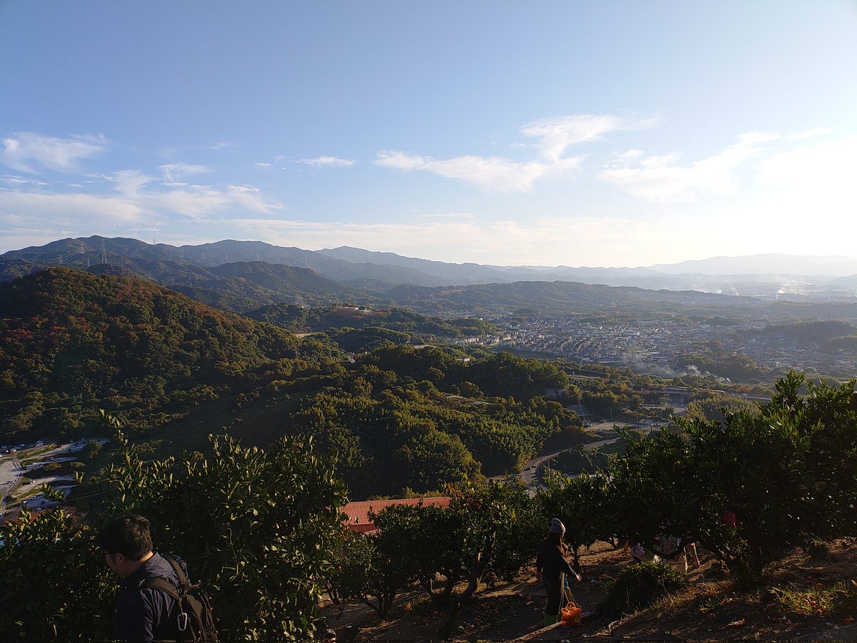今日は天気も良いので上の太子みかん園🍊を訪れる。
駐車場からかなり山を登ったところにある。11月中旬なのに暑い。みかん🍊は小ぶりが美味い。木毎に味に格差があるので試食しては収穫していたのでみかんで満腹になってしまった。
#上の太子みかん園　#みかん狩り