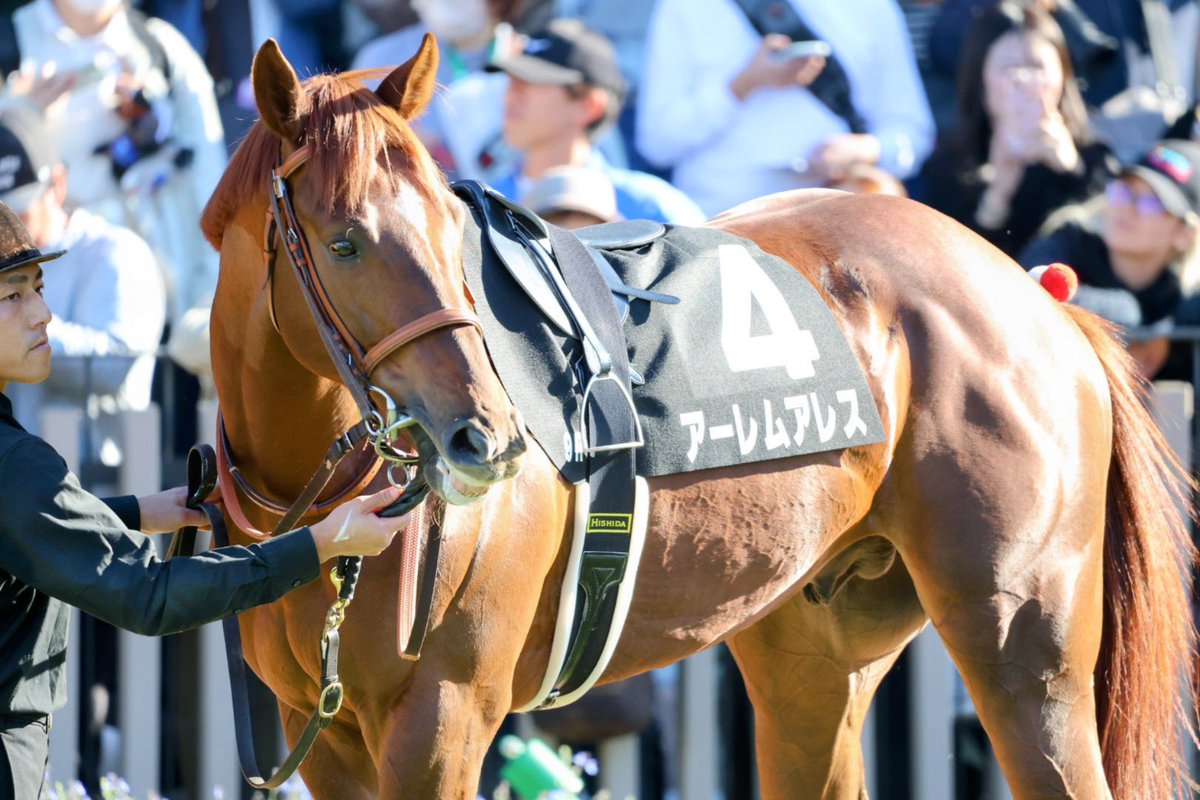 菊花賞 ジャージ WIN!競馬_総合【公式】 on X