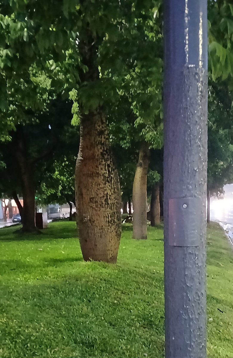 GORDA ESTAS GORDA AFLOJALE A LA FOTOSINTESIS