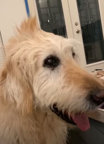 Golden Ratio - On this day tweet media