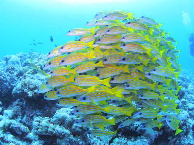 cotrip_twi's tweet photo. ＼シュノーケリング／
世界トップクラスの透明度の海で、ウミガメやサンゴ礁の森、色鮮やかな熱帯魚までくっきり。
色とりどりの海中世界を観察しませんか？

詳しくはこちら⇒https://t.co/Z1ZAfBncJK #PR https://t.co/BvSInfvr5S