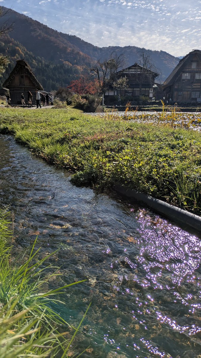 川撮ったら紫に光ってビックリした。 ほんとに一切加工してない。