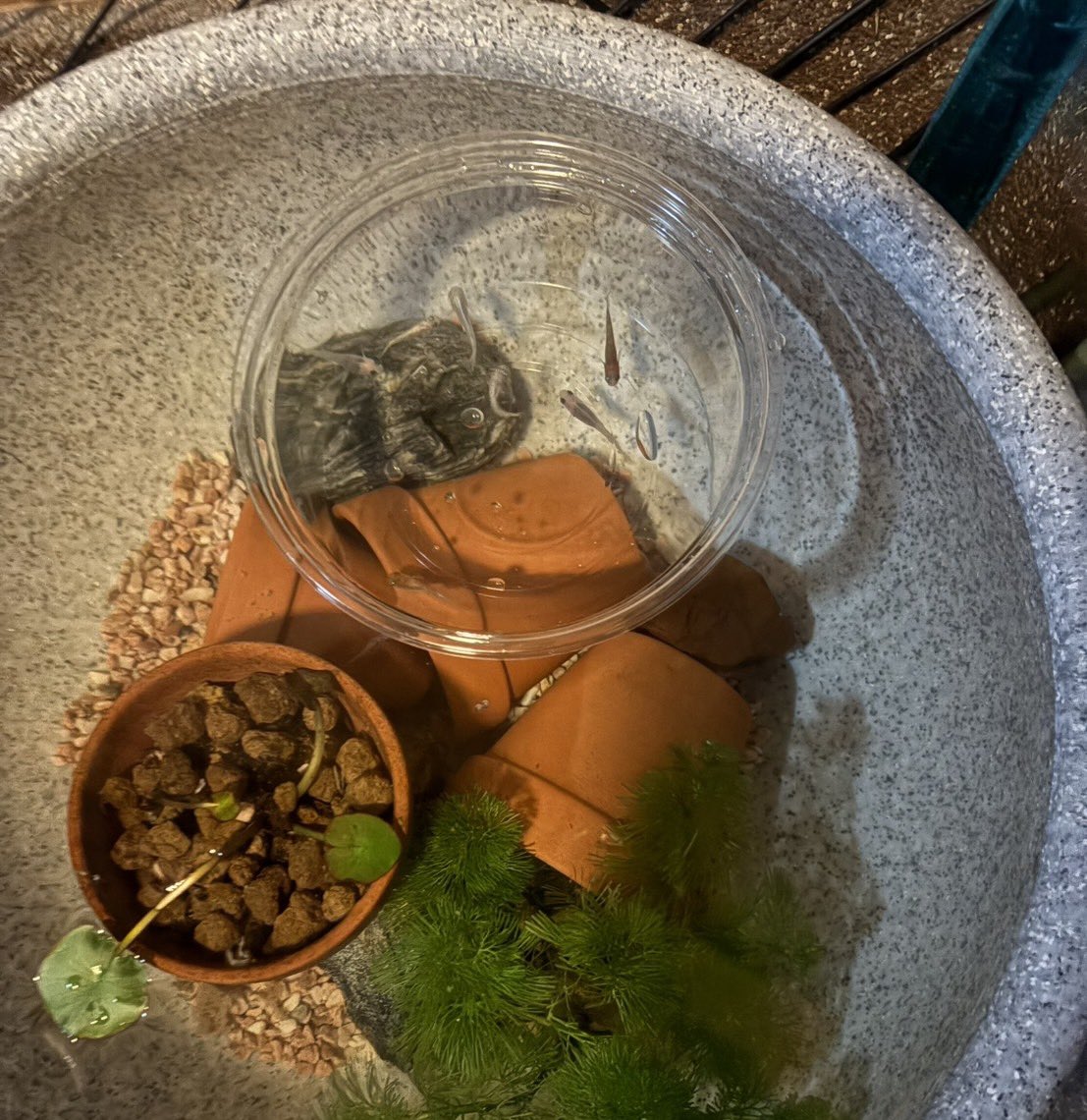 せり様確認ページ せり (@S8seri) / Posts / X