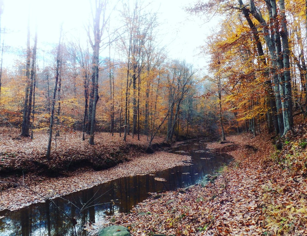 Leaf littered creek, a memory from 2021
Rockingham County, NC