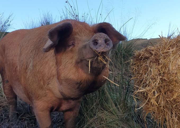 RathboneKim's tweet image. Pigoneer Pig Of The Day VeeVee!
A bit of a throw back photo. VeeVee is one of the original #53 rescued from an illegal slaughterhouse over 6yrs ago by @BTWsanctuary 
Here she is enjoying her first taste of freedom !
Join the Pigoneers to help support them
globalvegancrowdfunder.org/pigoneer-2000-…