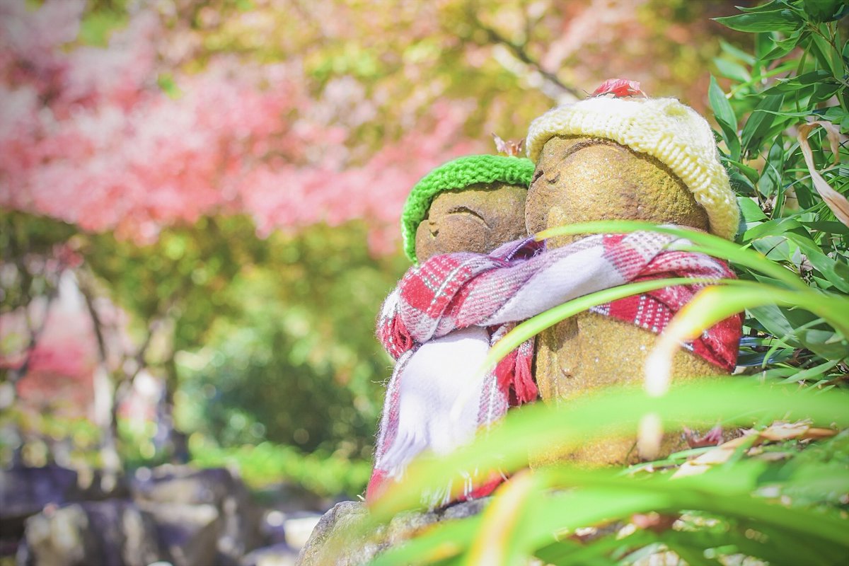 宝徳寺さんの夜のライトアップ撮りたい📸

#紅葉 #風景