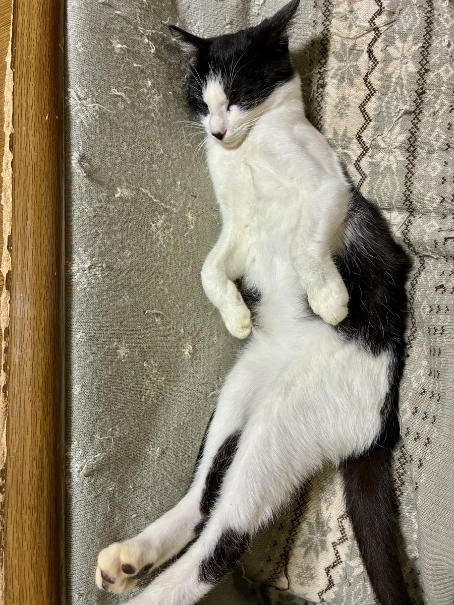 信じられるかい…

ヘソ天で伸びしながら寝てるけど

10月23日に保護した｢こんぶ｣だぜ🐈⸒⸒⸒⸒