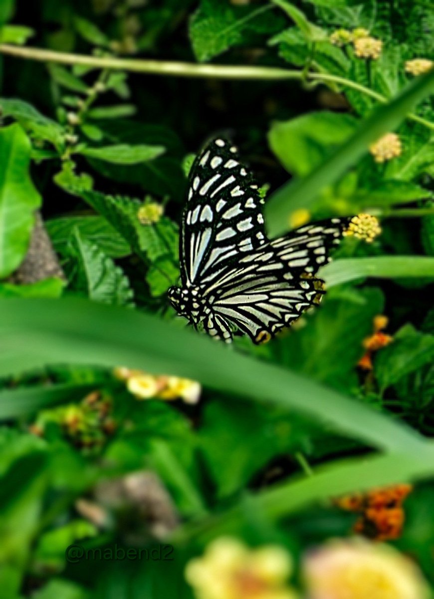 Do you have a butterfly in your gallery? Share with us!