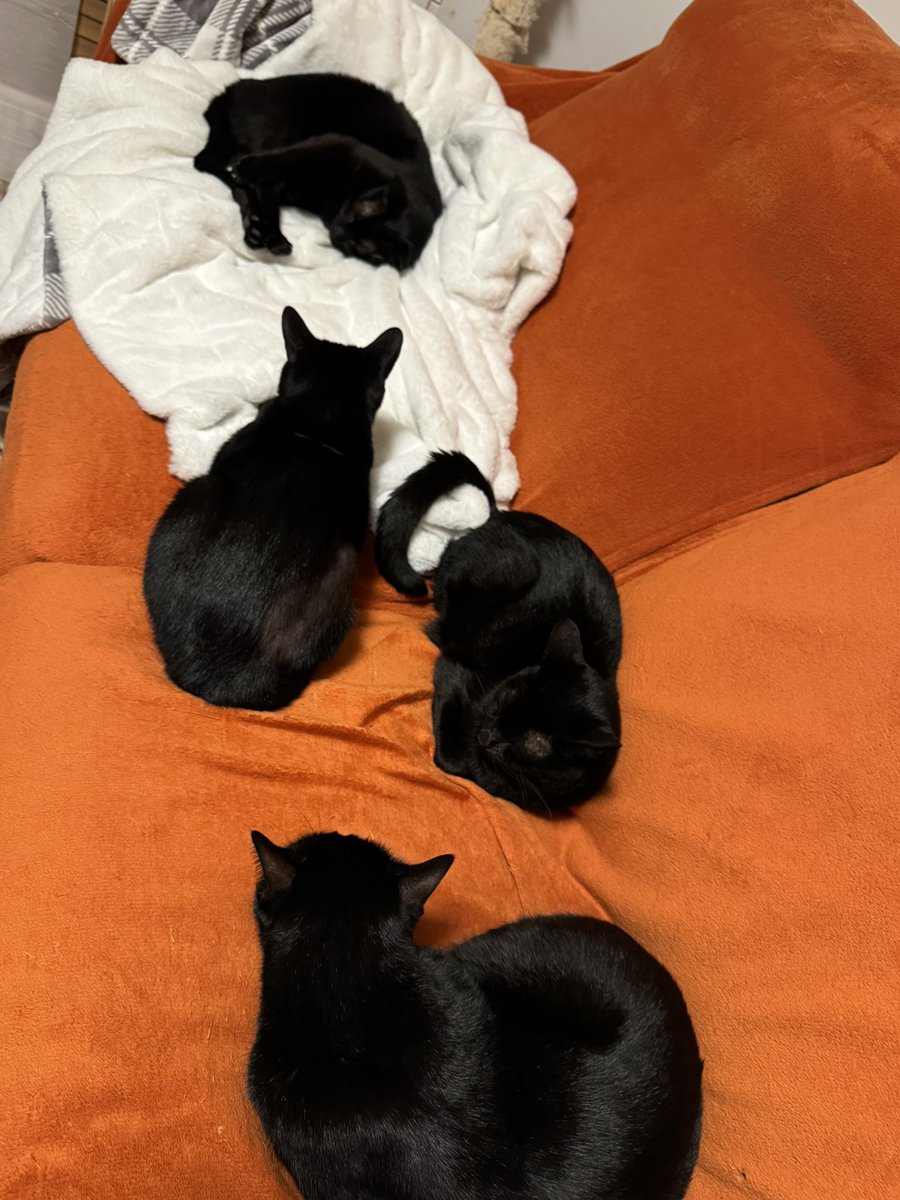 ほたりん☆黒猫戦隊の母 (@Hotaponzu) / Posts / X