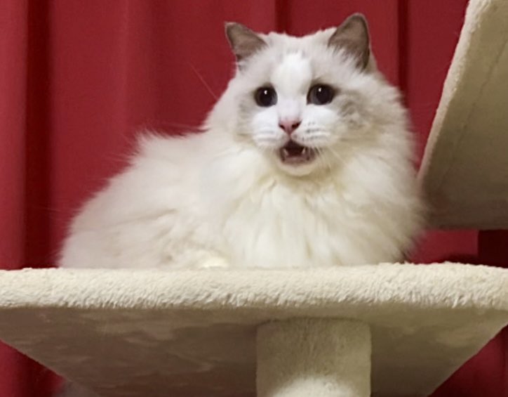 興奮するとタレ目になるタイプ👀

同じようなタレ目になる子の画像ください🙏✨