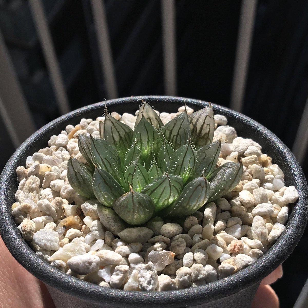 キネ@CrystalPlants (@crystalplants23) / Posts / X