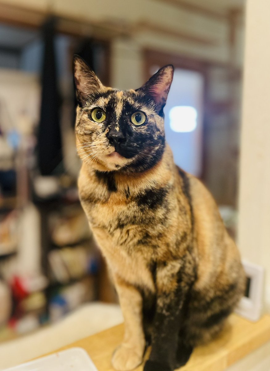 ネコとネコとネコ＋α (@neko_neko0222) / Posts / X