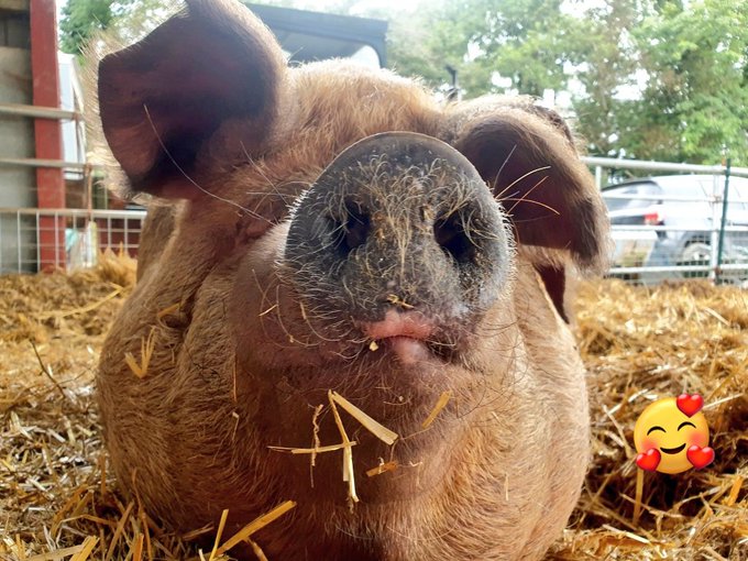 JasperManUtd's tweet image. That must be a rare capture of darling VeeVee without her trademark &apos;Veevee pout&apos; which she has perfected over the years! 🤩

Who could not fall in love with VeeVee- she&apos;s enormous but as gentle and loving as she is huge. So happy to support her by being a #Pigoneer 🐖🧡🩷