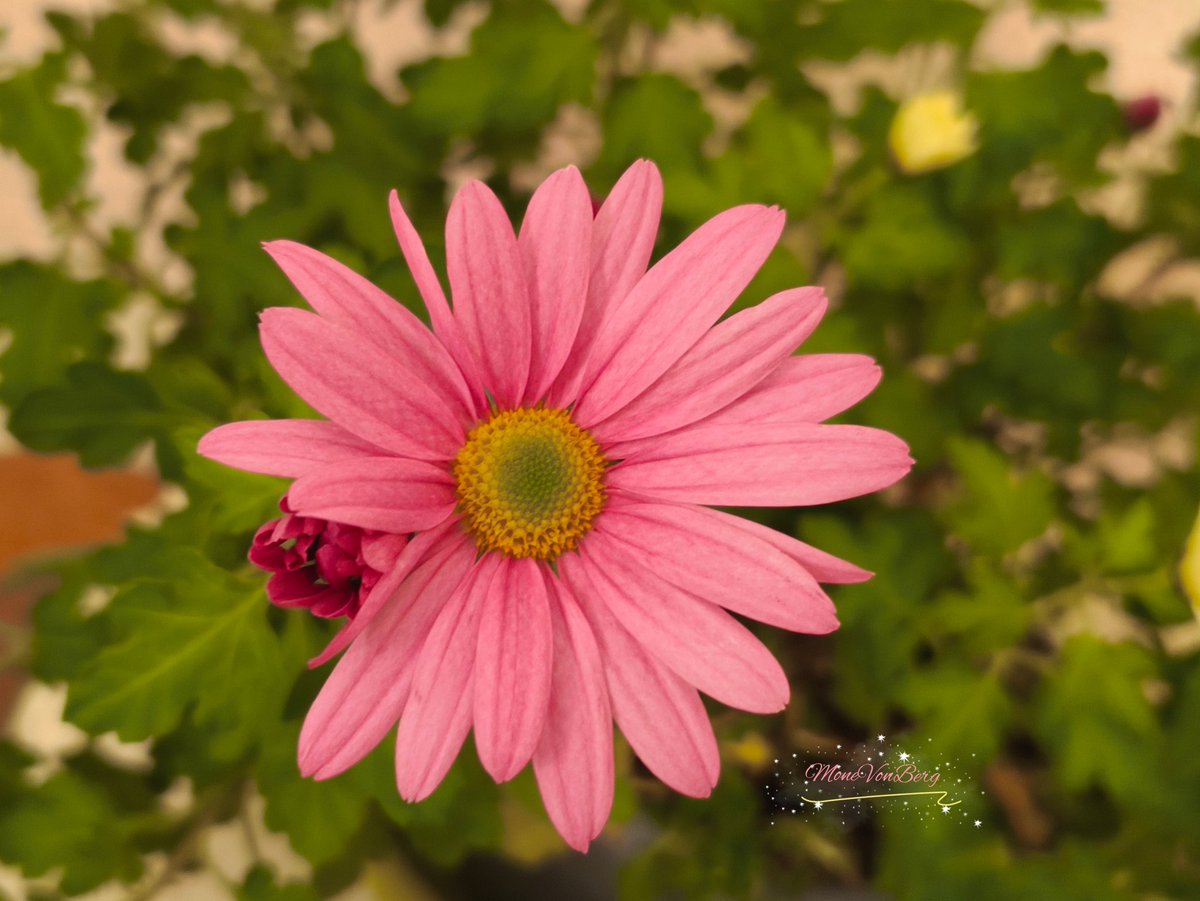 Ich wünsche euch einen schönen Sonntag 💖🌸🌺