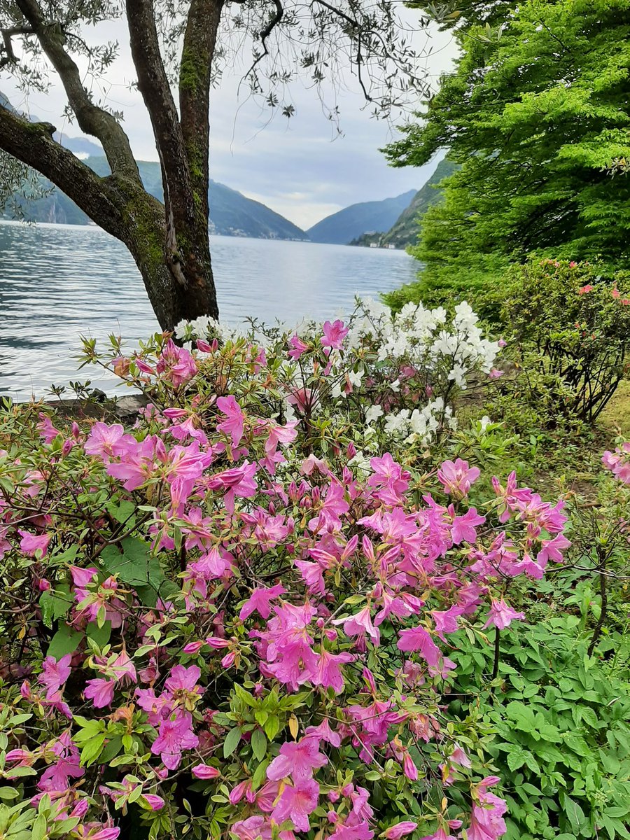 قد يعتقد البعض أنه لو لم تكن جذوع الشجرة تلك موجودة أمام الكاميرا لحظة التصوير لكانت الصورة أجمل ، ولكن ، تلك الجذوع تريد أن تقول : أنا هنا .. مكاني هنا .. شئت أم أبيت .. !! .. وهذا حال بعض الأمور التي تصادفنا في حياتنا ولا نرغب فيها ولكنها تظل موجودة .. !!

#فضفض_بتغريده