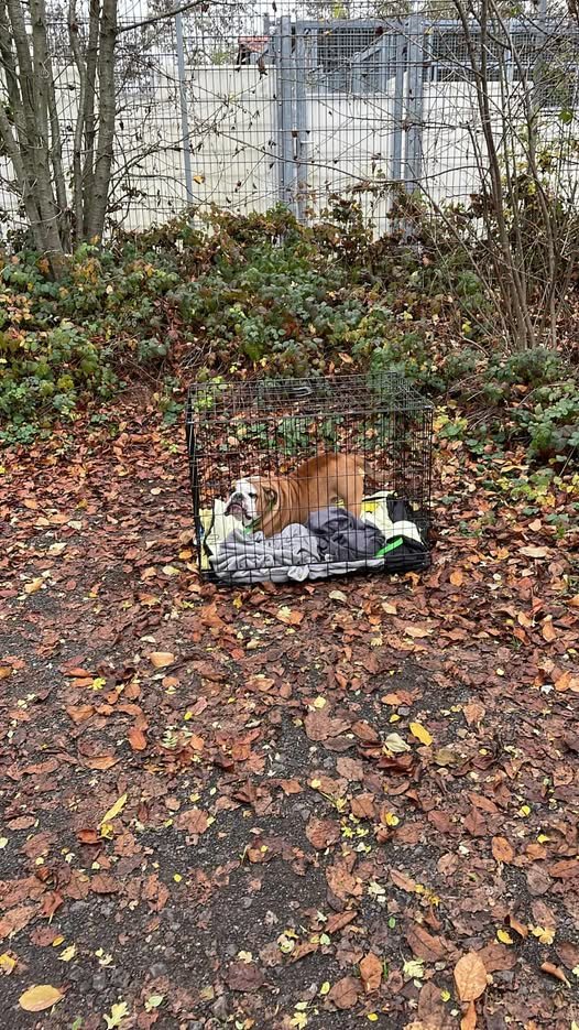 yolandaschultes's tweet image. 67292 Kirchheimbolanden
Hund ausgesetzt!
Tierschutzverein des Donnersbergkreises e.V. - Tierheim Kirchheimbolanden Kopie:
Dieser Hund wurde irgendwann zwischen gestern und heute morgen vorm Tierheim ausgesetzt.
Wir haben aktuell null Chance an ihn ran zu kommen ohne das jemandem…