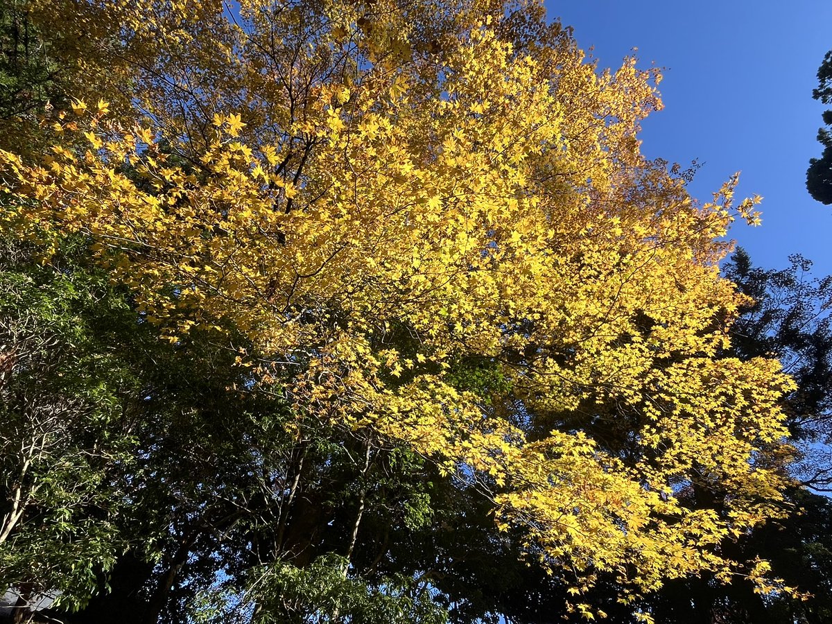 rantya88's tweet photo. 紅葉見に行ってきた！
思ったより混雑してなかったので、のんびり満喫出来た！

#比叡山 https://t.co/DrY4OkVynk