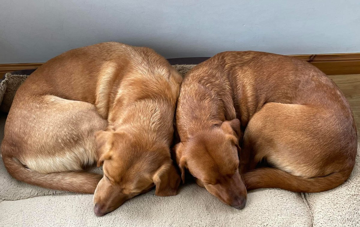 A couple of croissants on a Sunday morning is a lovely way to start the day. Show us your Sunday pics.

#sundayvibes #lifewithdogs #lovedogs #MakeADifference #dogcharity #dogsofx