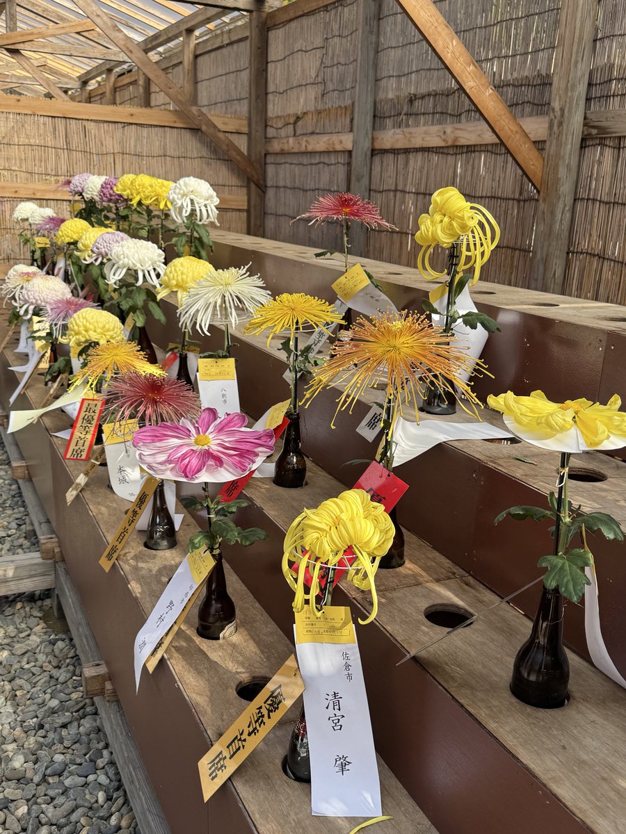 taf_wind's tweet photo. 菊祭りやってました
いろんな菊があるんですねー https://t.co/uttOOrlQH2