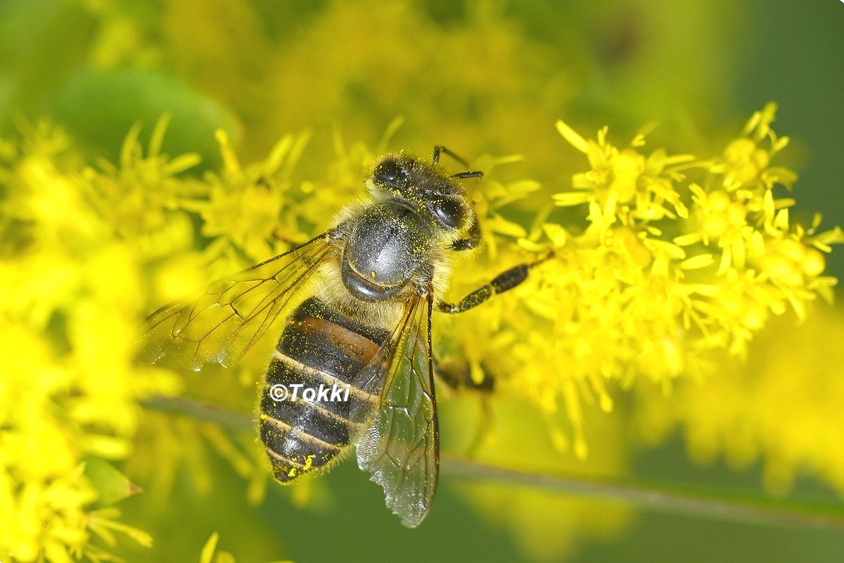 みつばちページ ZPA433.C3.webp