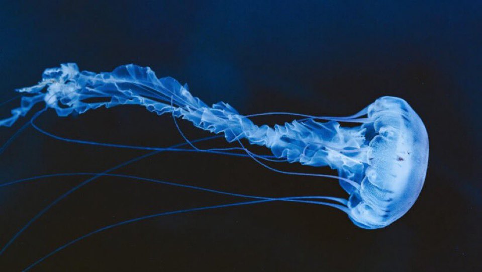 #yds2025
Günün geri kalanını jellyfish’e söverek geçireceğim.