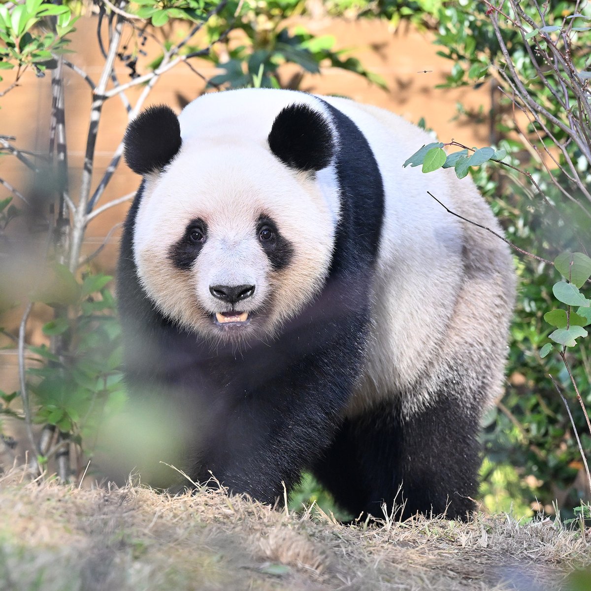 パンダ 今日のパンダ（4007日目） 今日のパンダは10:00からです。今日も天候に