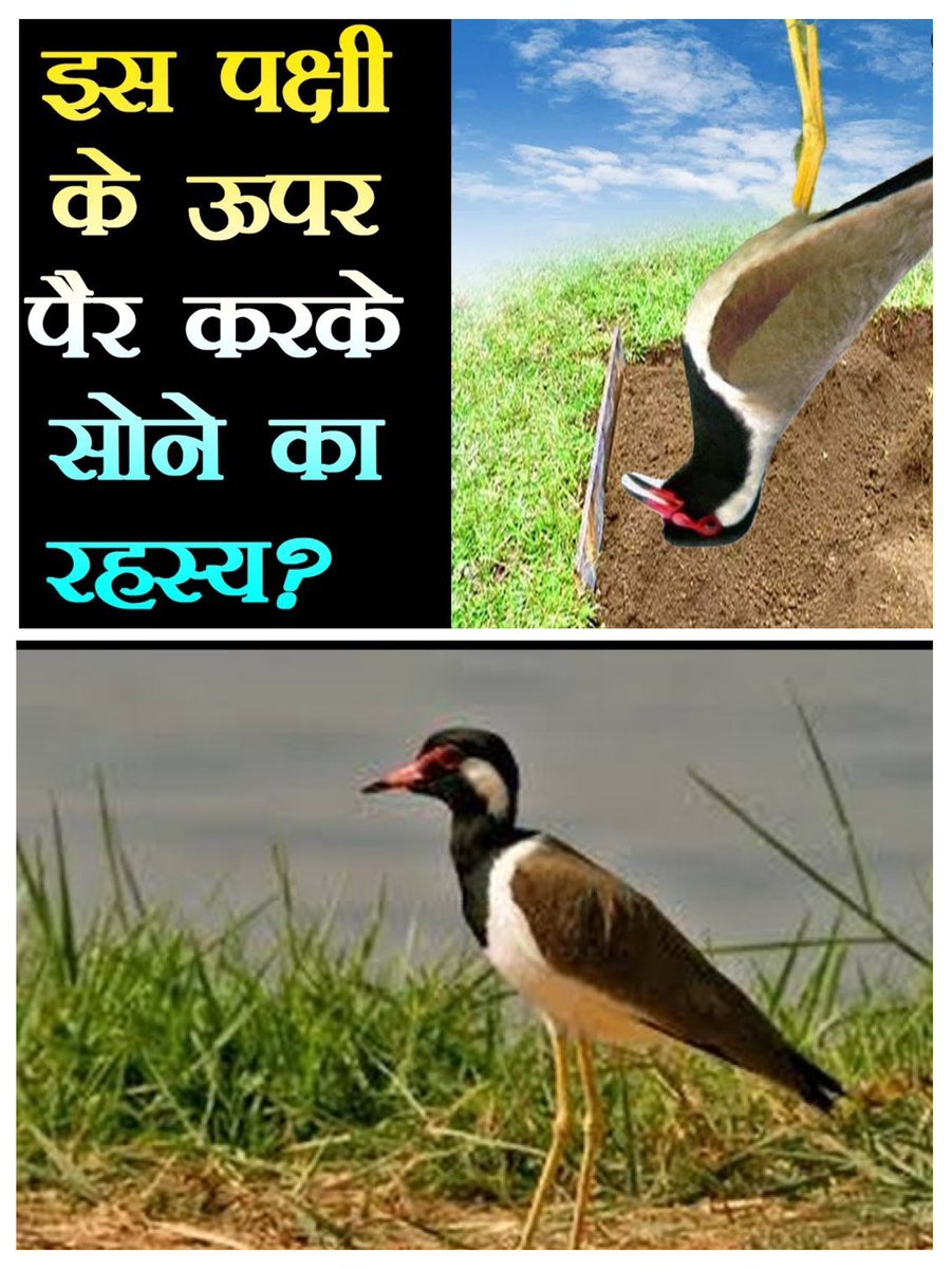 क्या आप को उस पक्षी 🦅 का नाम पता है जो अगर रात को आप की कॉलोनी में बोल दे तो किसी ना किसी की मृत्यु होना तय है?

आज मैं ऐसी ही पक्षी 🦅 की बात कर रहा हूँ जो रात में पैर ऊपर करके सोती है शायद यही ख़ासियत है कि यह पक्षी 🦅 जिस भी कॉलोनी में रात को बोलती है उस कॉलोनी में किसी ना