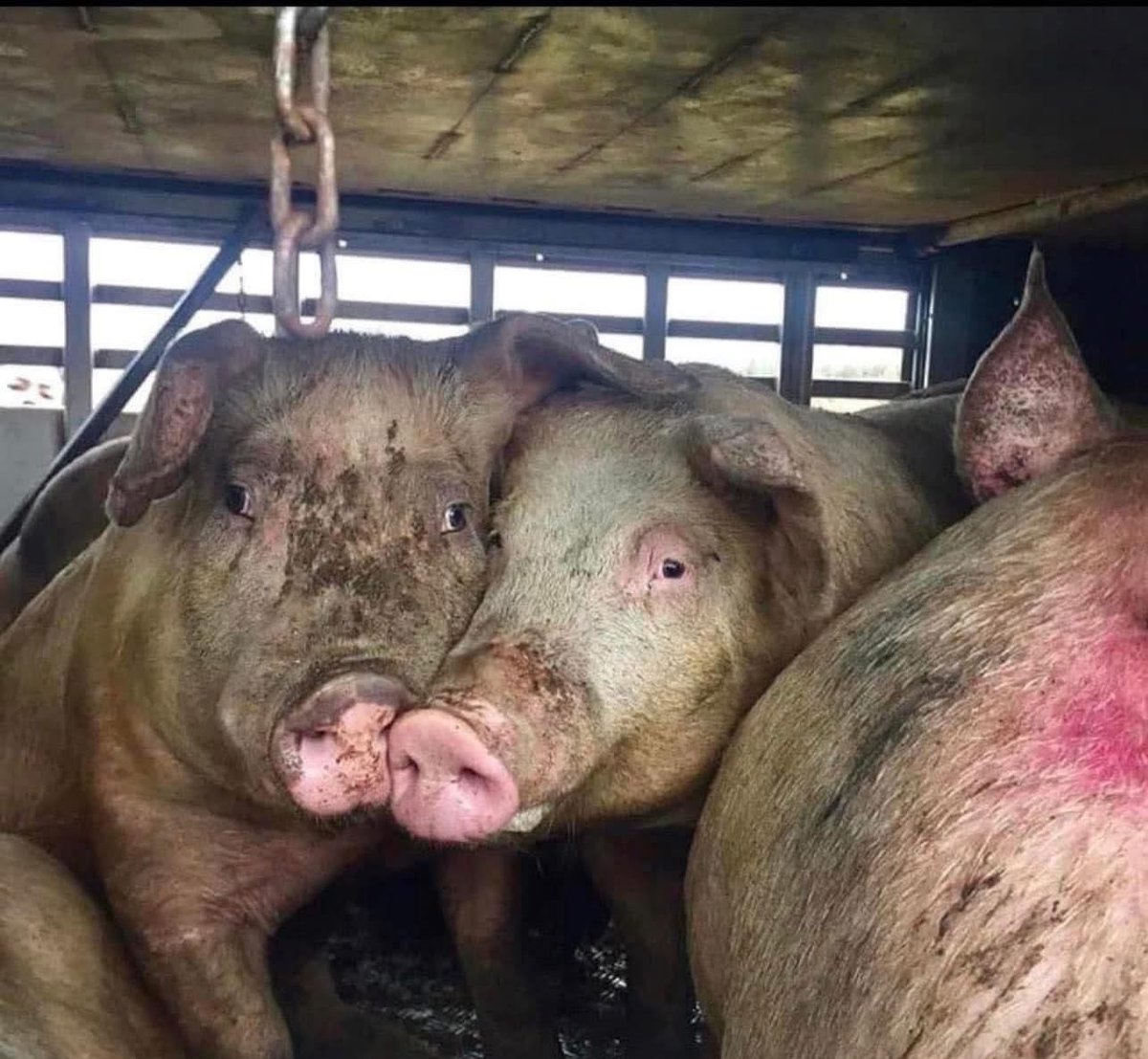 Comforting each other is what remains on the way to their murder. 💔