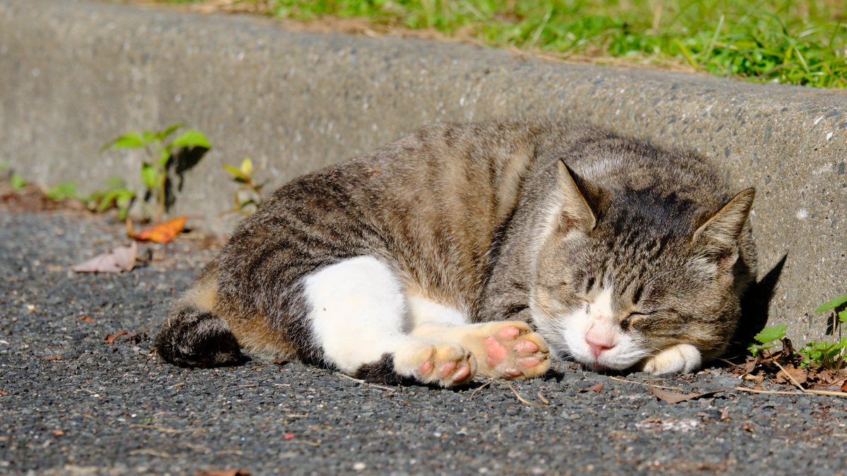 僕に気づいて余計にくつろぎ出すのほんまかわよ 