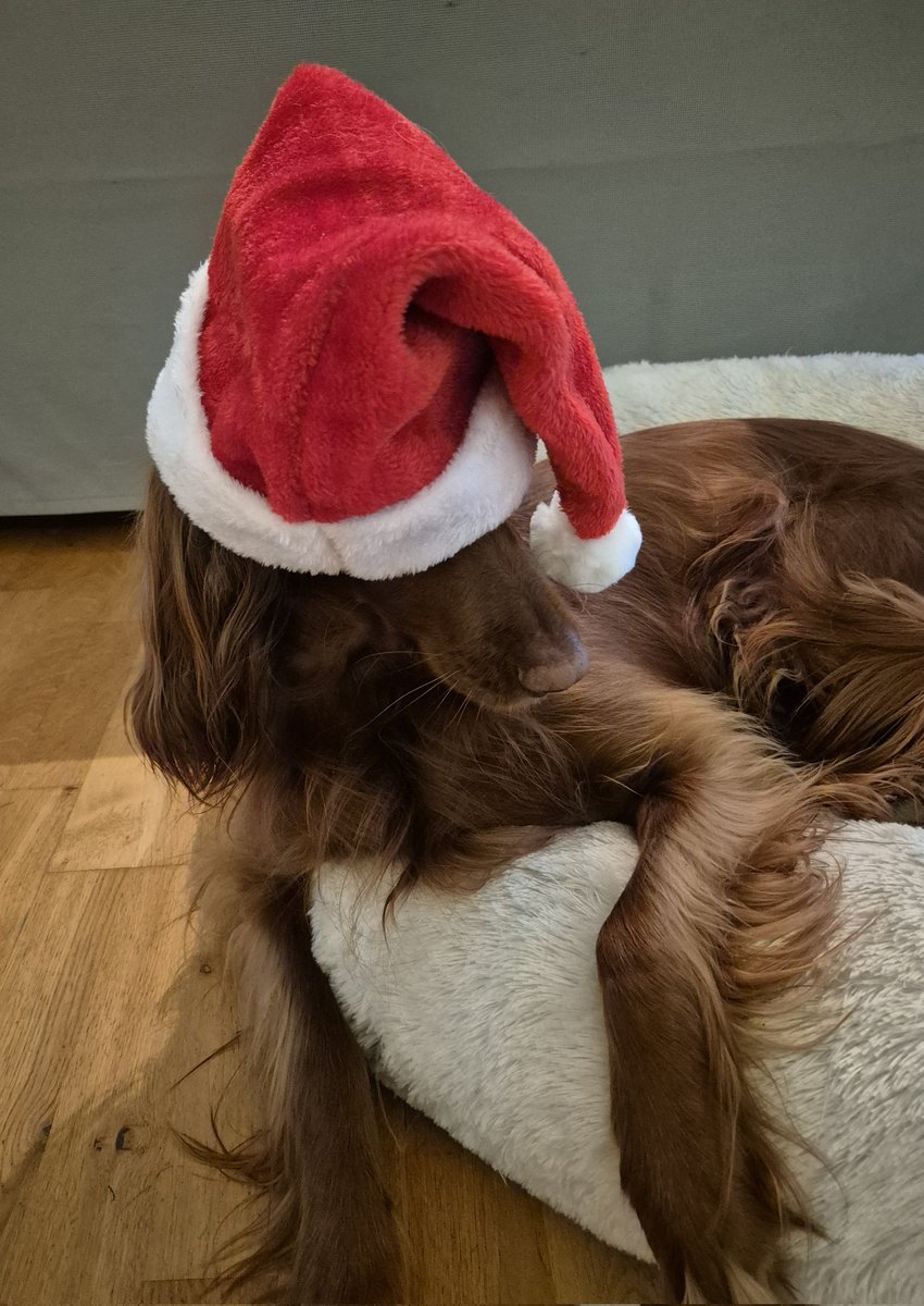 So ihr Lieben, wir gehen dieses Jahr mal voran....mit einem unperfekten Weihnachtsfoto, dafür mit viel Spaß 🤭🤭✍️👵🎅🌲