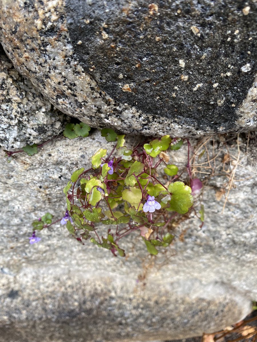 Sonia Zuccaro tweet media