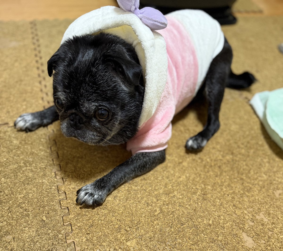 黒ぱぐのあんちゃん (@abababa365x) / Posts / X