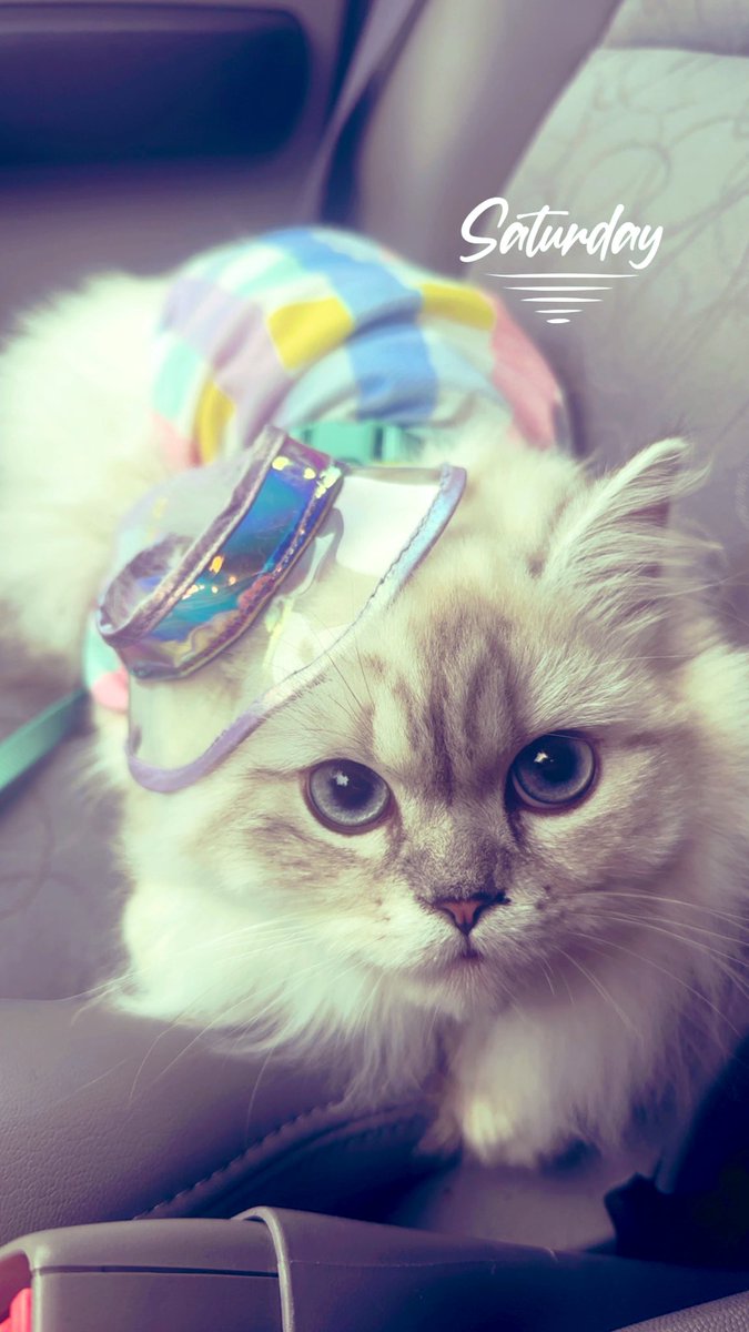 Why did I take my kitty with me to run errands? It was raining so I had to put his little rain hat on. 💕