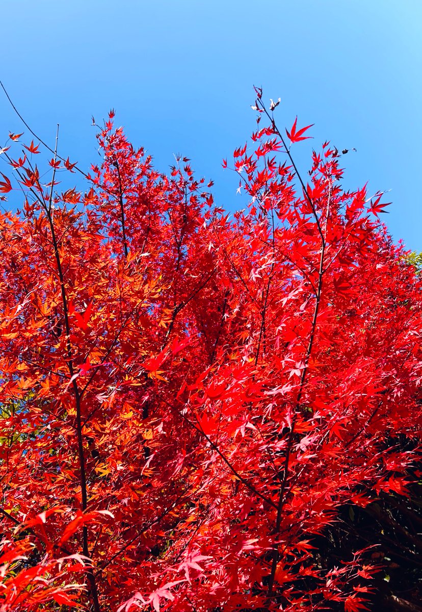 ちいちゃんあと一人で4900フォロワー様 皆様カワイイ垢は、こちらです🌷