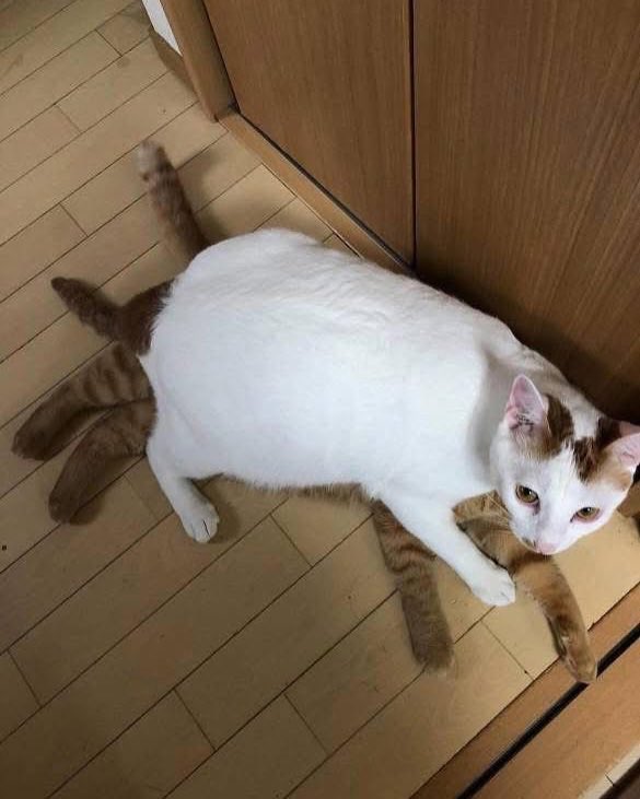 family cats　0101 ♡ Then Now