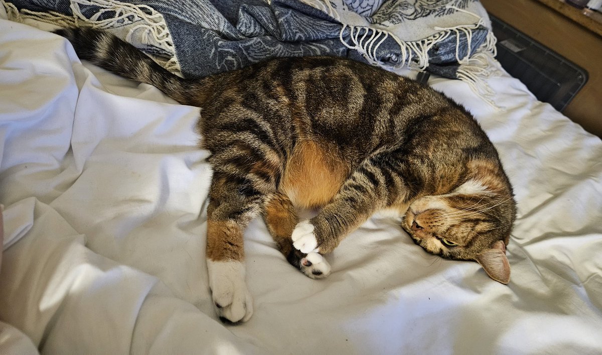 just got told my cat was unusually clean and well behaved by the staff here and I feel like a proud mum.