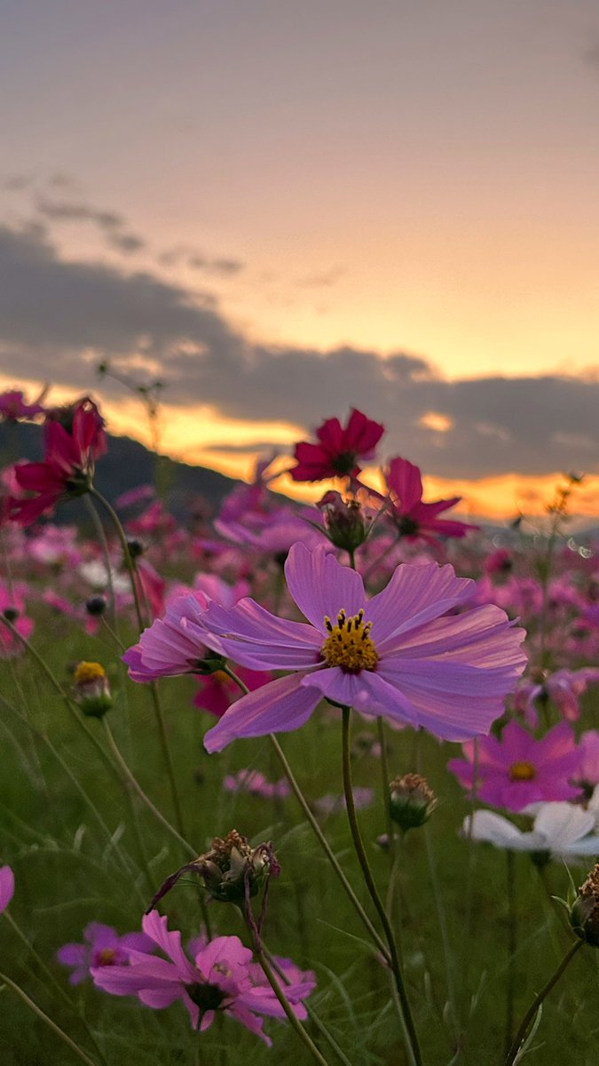 wanko10091701's tweet image. コスモス

#iPhone14 #コスモス畑