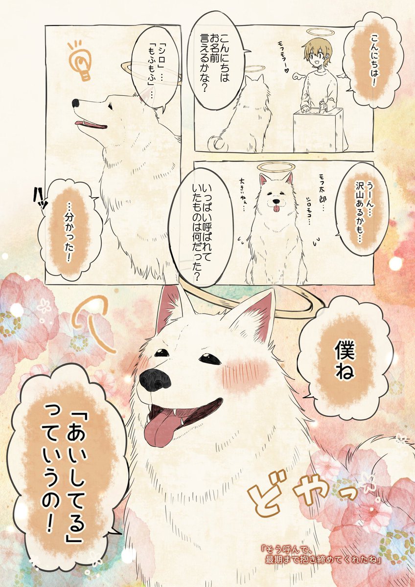 自分の名前を勘違いしているサモエド

 #自分の名前を勘違いしている子 