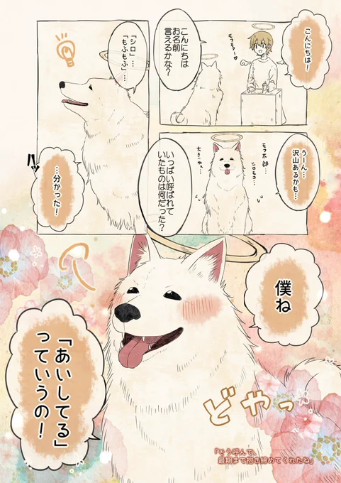 自分の名前を勘違いしているサモエド

 #自分の名前を勘違いしている子 