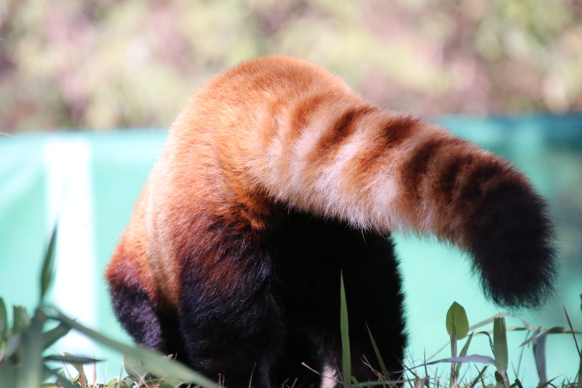 ちよ (@Dona_chiyo1123) / Posts / X