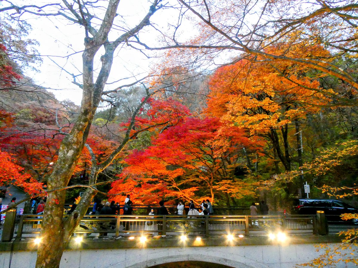 紅葉見に行こうよう