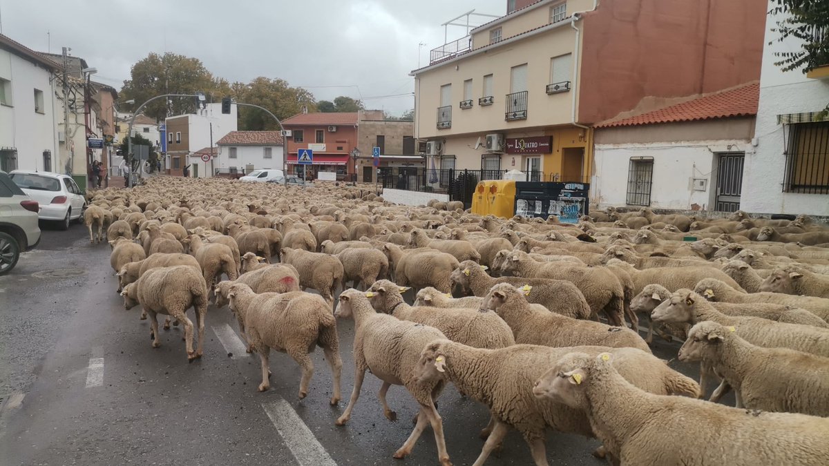 🐐 El rebaño ya está cerca. Hoy Ruidera es el escenario del emblemático **Paso de la Trashumancia**.

Si estás por la zona, ¡acércate a vivirlo! Un evento que nos conecta con la historia.

📅 **Cuándo:** Hoy
⏰ **Hora:** 12:30h - 13:00h