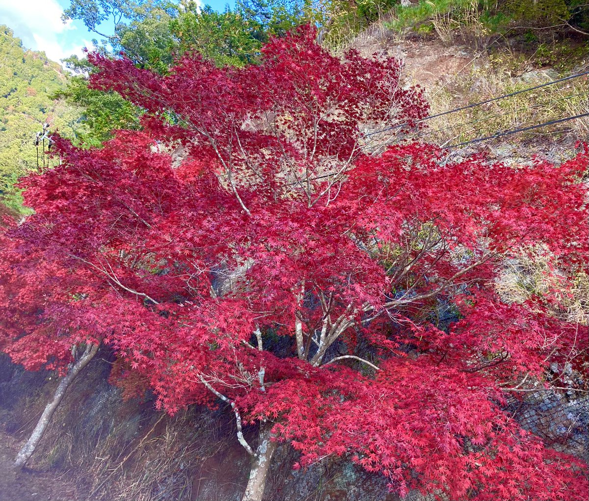 blueh1003's tweet photo. 2025年11月16日
鳳来寺山🏔️ https://t.co/bW8fi0GqjO