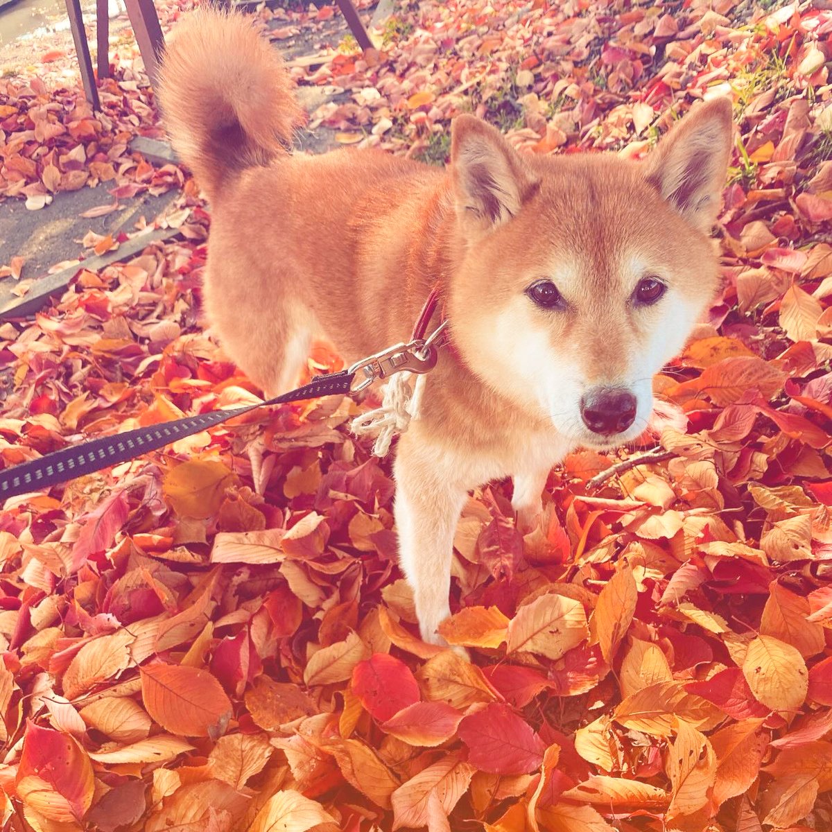 ToteWebdesign's tweet image. 紅葉と同化する愛犬🍂🐶🍂