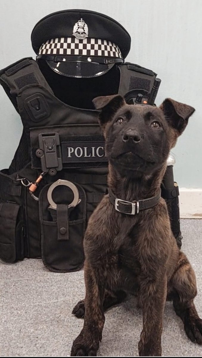 PSOSDogs's tweet image. 🚨🚨🚨 PUPPY ALERT 🚨🚨🚨

Meet the new boy #TPDKylo who has joined the ranks in Glasgow to be trained up for hitting the streets in the west!

He won’t stay this size, or look this innocent for long…..bring it on! 🚔 🐾

#KeepingPeopleSafe