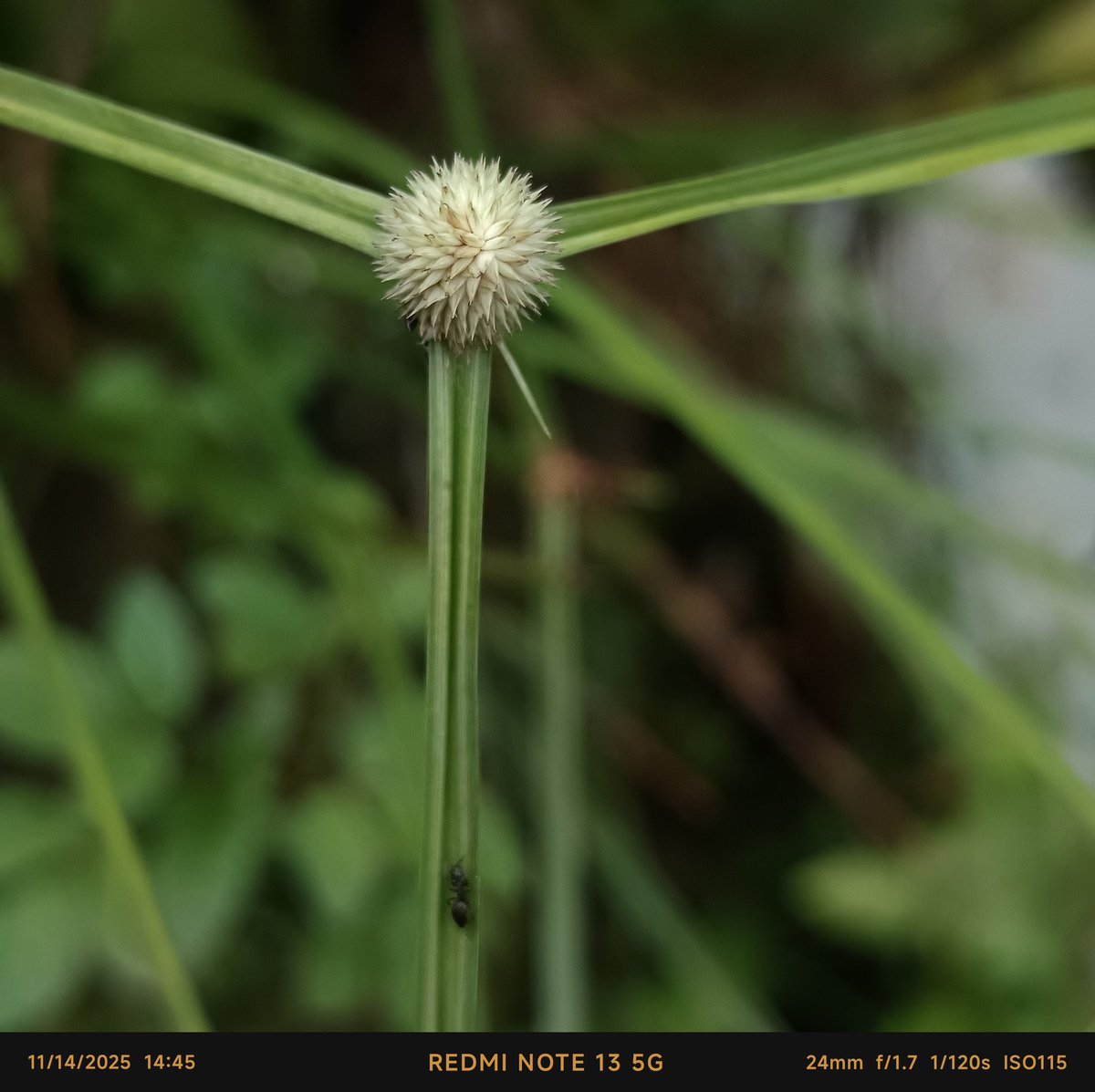 yourlovely1a's tweet image. Kamera HP Redmi Note 13 5g #redminote135g #photography #Camera