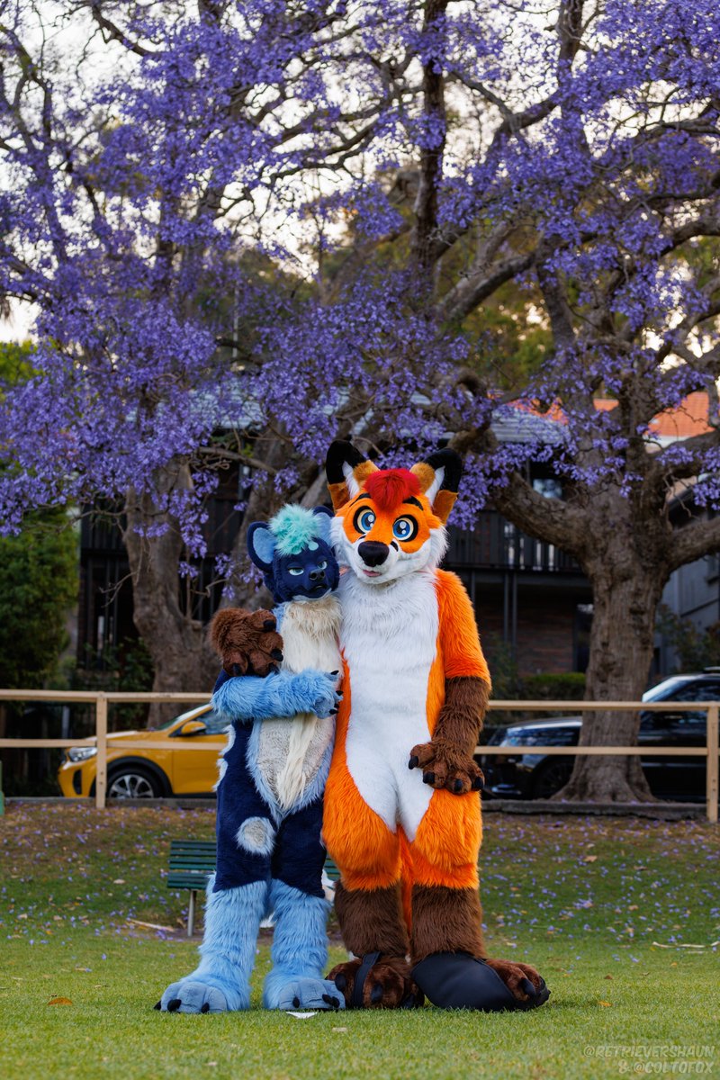 Colto Fox tweet media